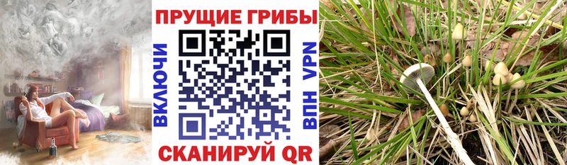 кракен вход  Дубна  Псилоцибиновые грибы MAGIC MUSHROOMS 